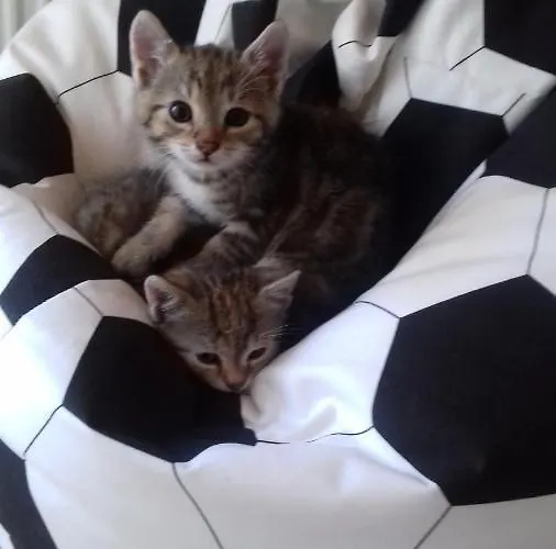 Landhof Lydia Apartment *